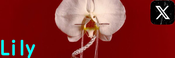 Lily